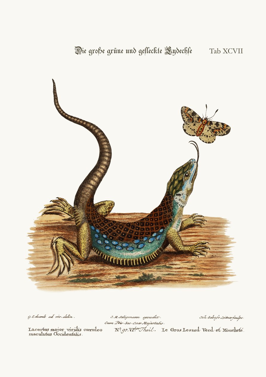 El Gran Lagarto Verde y Moteado, 1749-73 de George Edwards