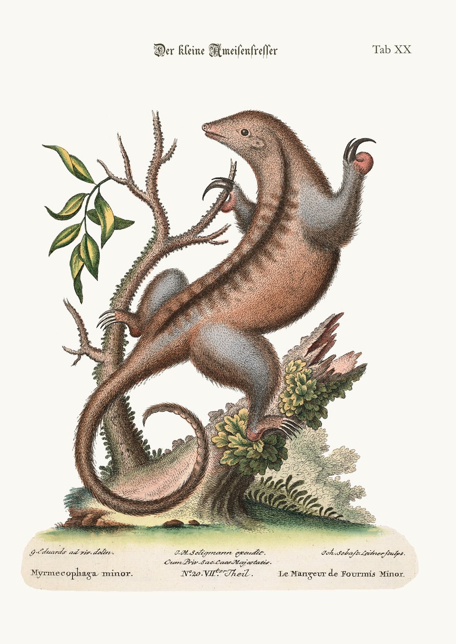 El pequeño oso hormiguero, 1749-73 de George Edwards