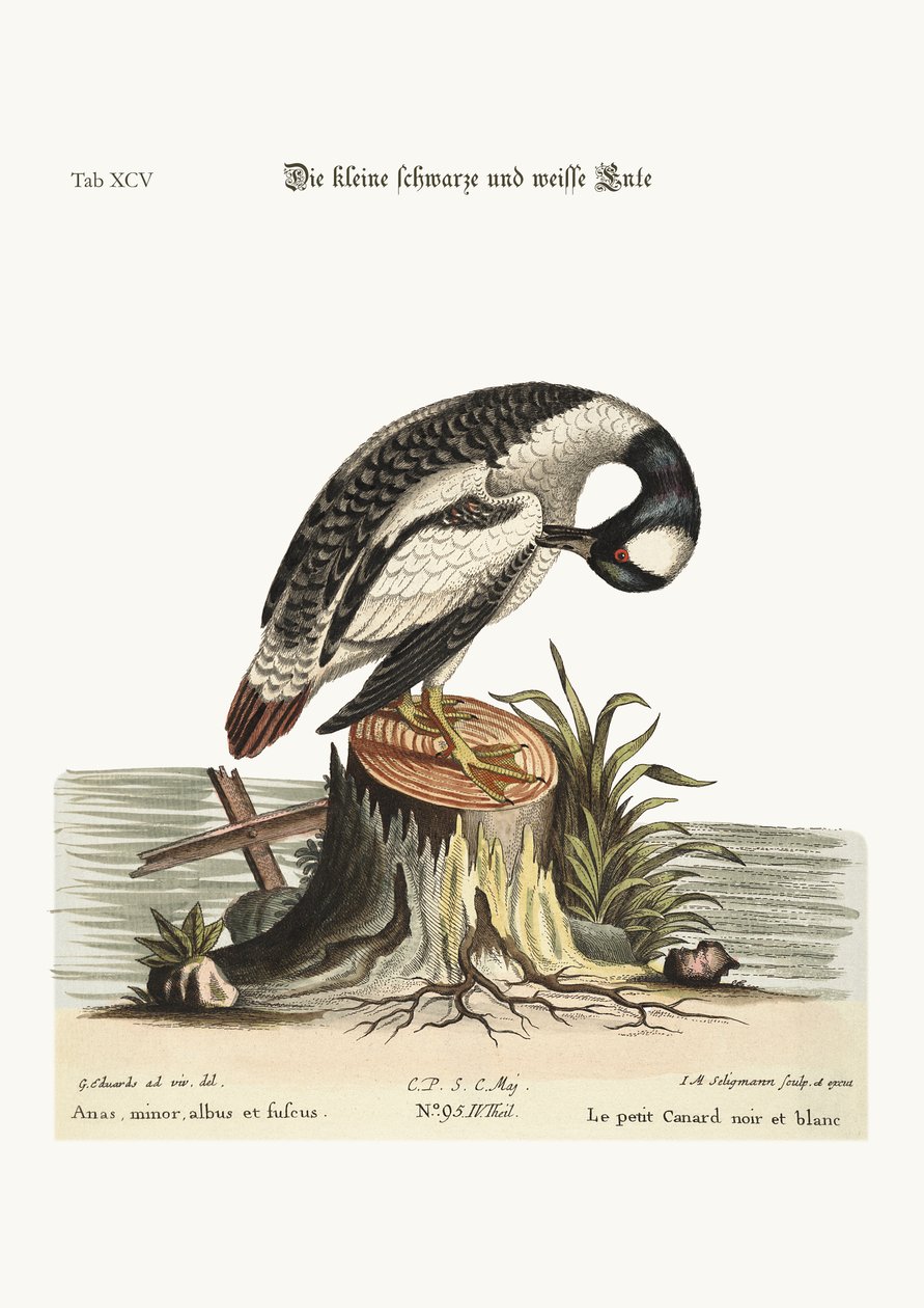El pequeño pato blanco y negro, 1749-73 de George Edwards