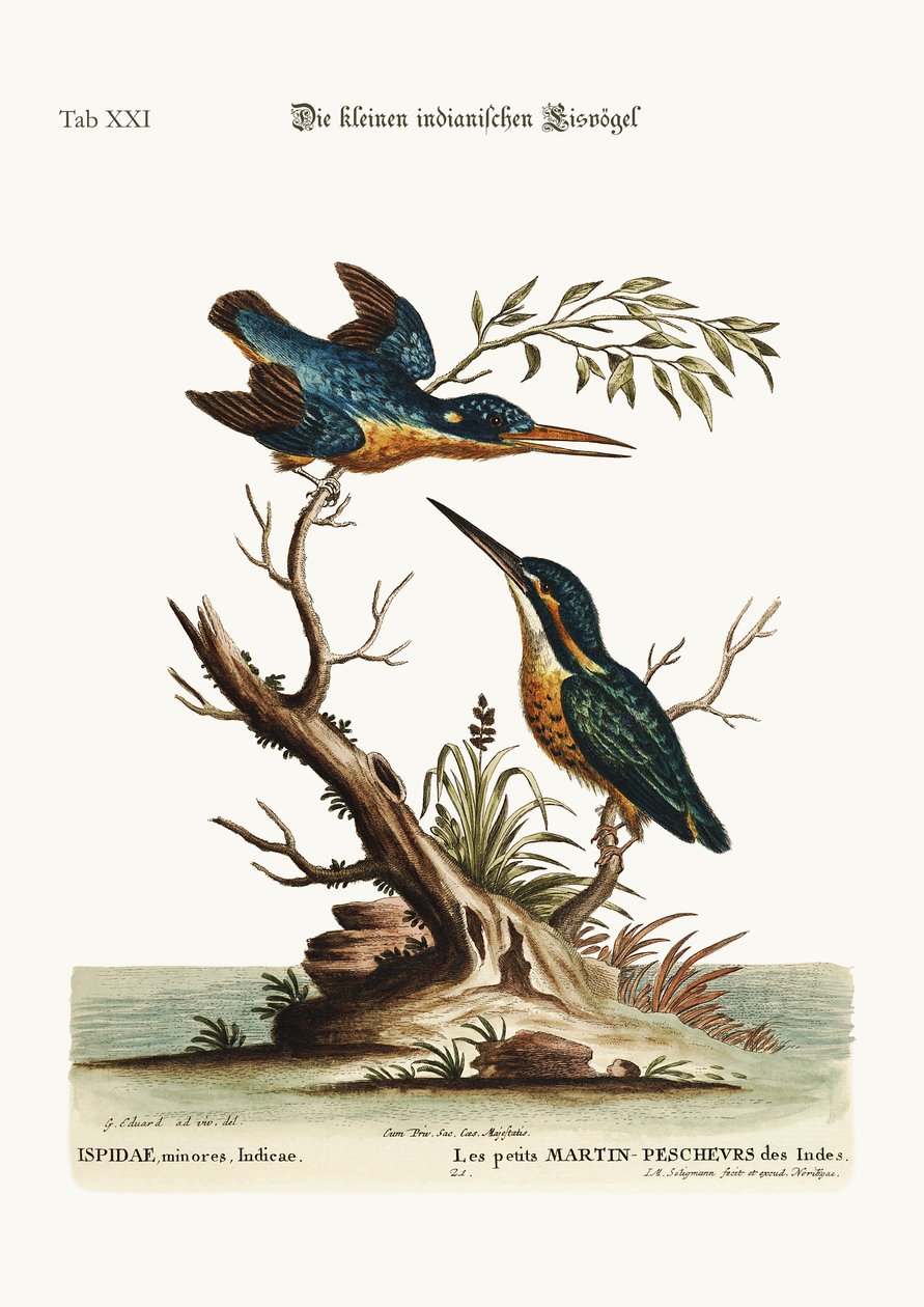 Los pequeños martines pescadores indios, 1749-73 de George Edwards