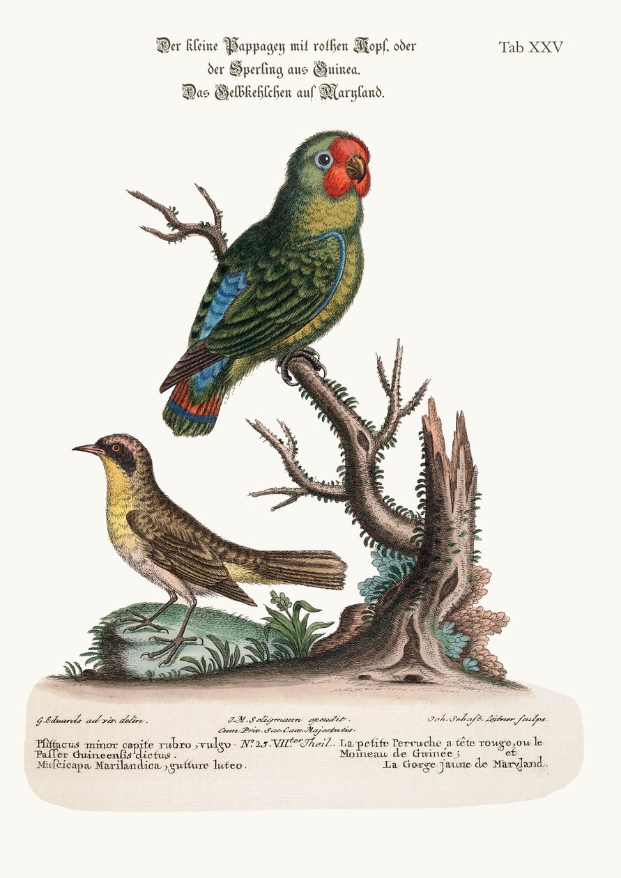 El pequeño Periquito de Cabeza Roja o Gorrión de Guinea y el Maryland de Garganta Amarilla, 1749-73 de George Edwards