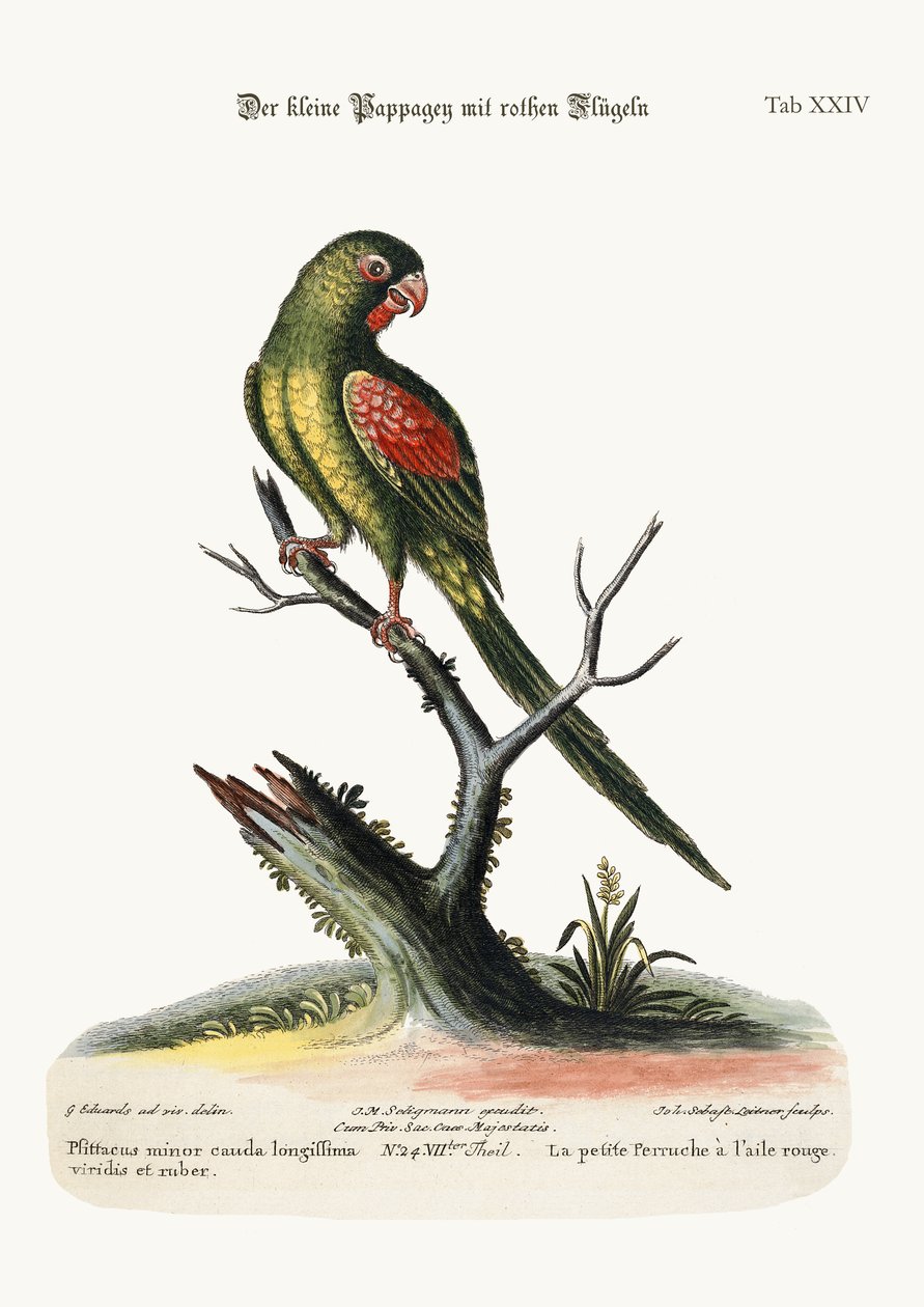 El pequeño periquito de alas rojas, 1749-73 de George Edwards