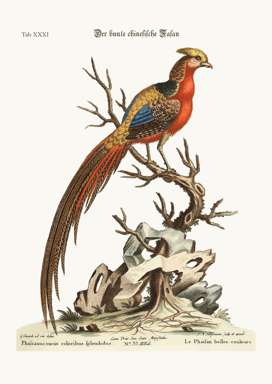 El Faisán Pintado de China, 1749-73 de George Edwards