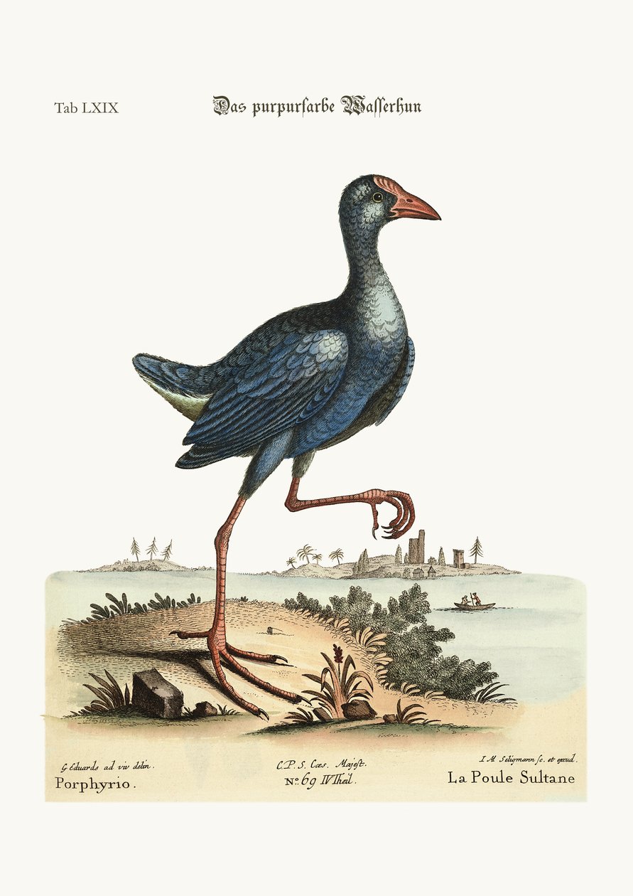 La Gallineta Morada, 1749-73 de George Edwards