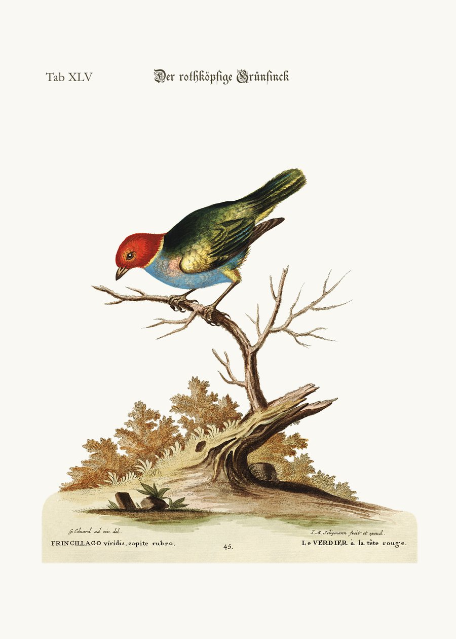 El jilguero de cabeza roja, 1749-73 de George Edwards