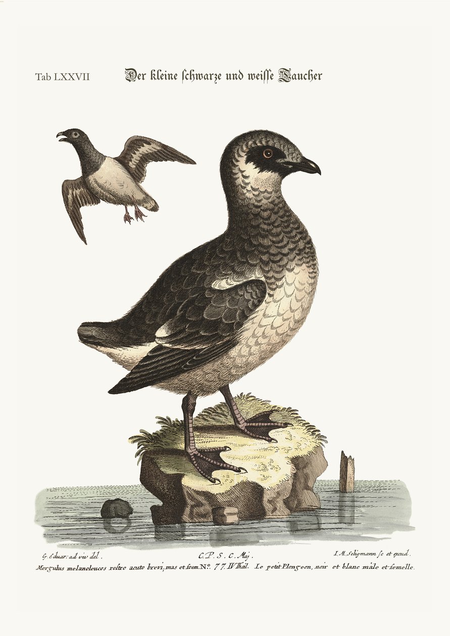 Los pequeños buceadores en blanco y negro, 1749-73 de George Edwards