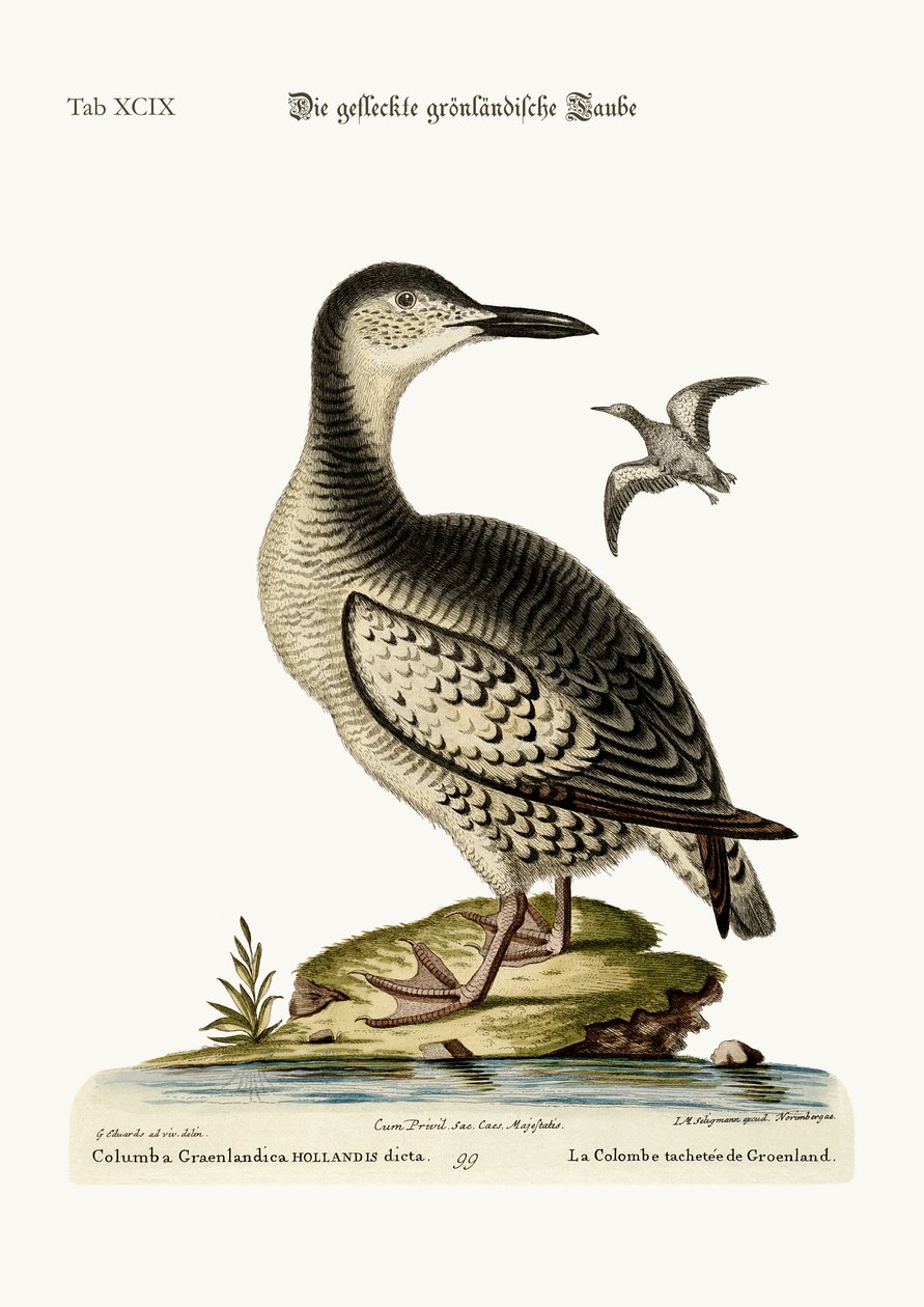 La paloma moteada de Groenlandia, 1749-73 de George Edwards