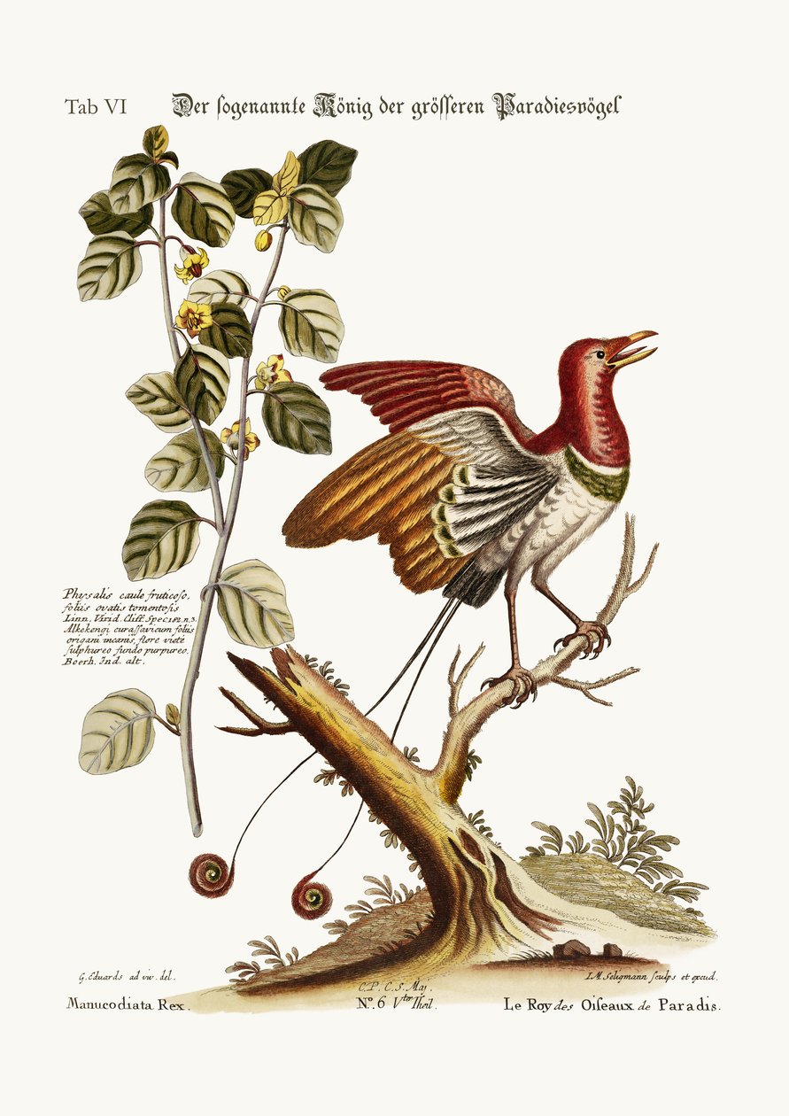 El supuesto Rey de las Grandes Aves del Paraíso, 1749-73 de George Edwards