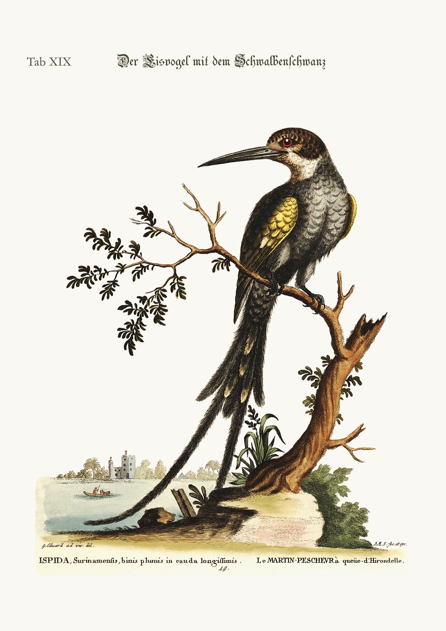 El martín pescador de cola de golondrina, 1749-73 de George Edwards