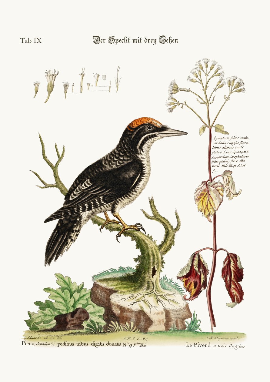 El Pájaro Carpintero de Tres Dedos, 1749-73 de George Edwards