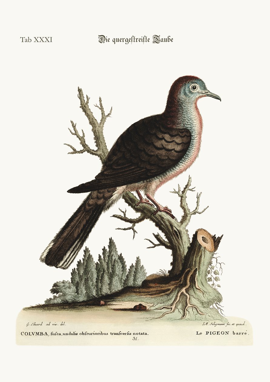 La Paloma de Raya Transversal, 1749-73 de George Edwards
