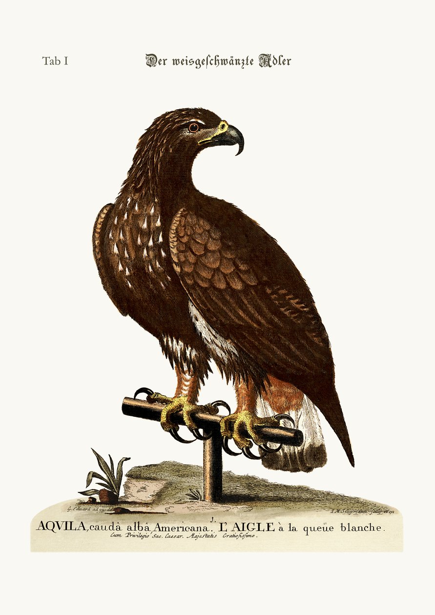 El águila de cola blanca, 1749-73 de George Edwards
