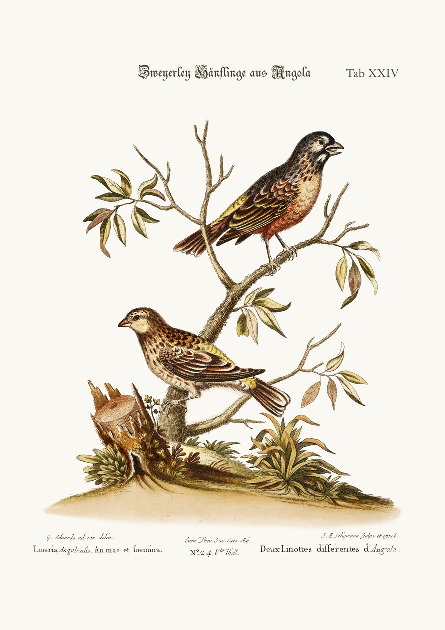 Dos Tipos de Jilgueros de Angola, 1749-73 de George Edwards