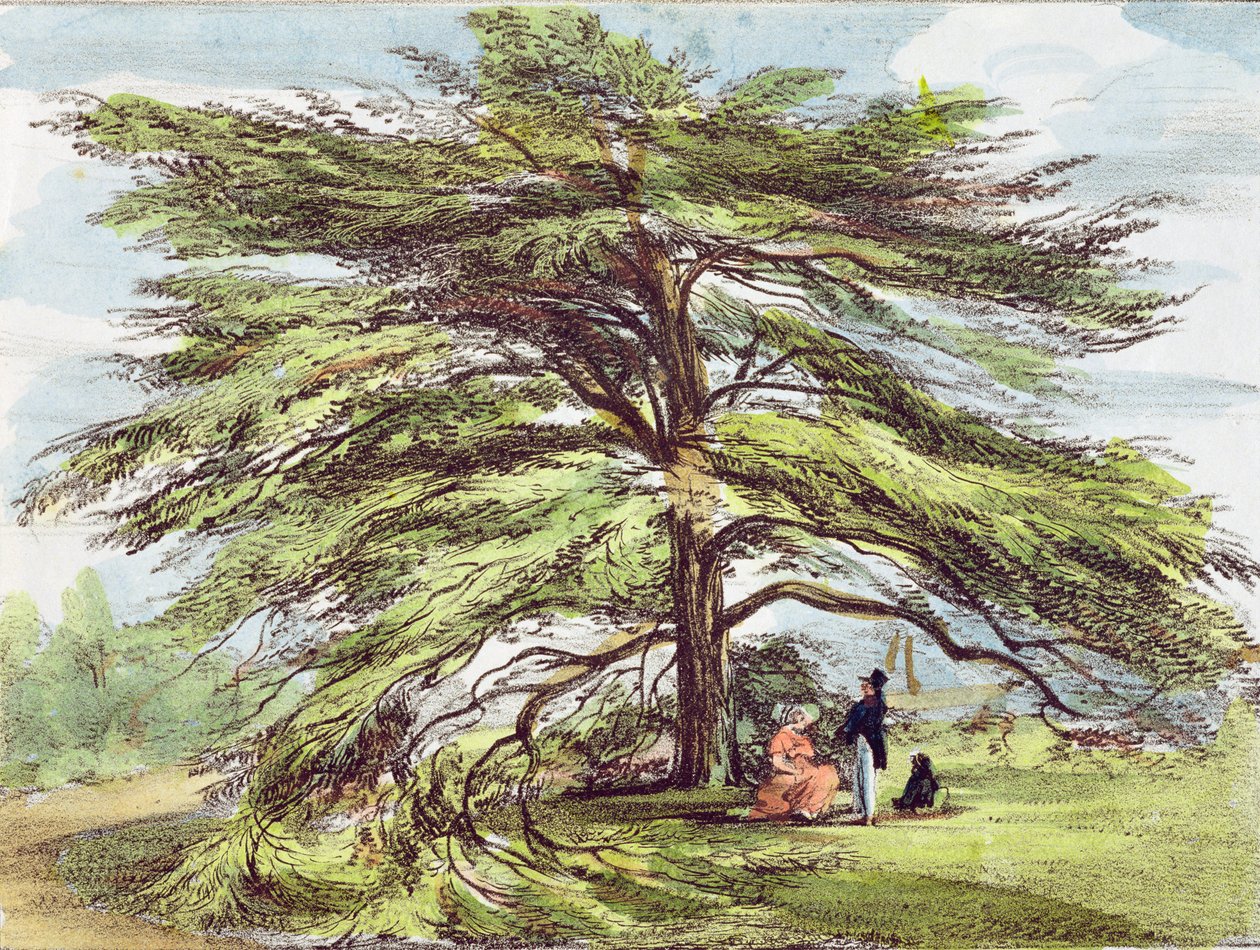 El cedro del Líbano en el Arboreto, Jardines de Kew, lámina 21 de 