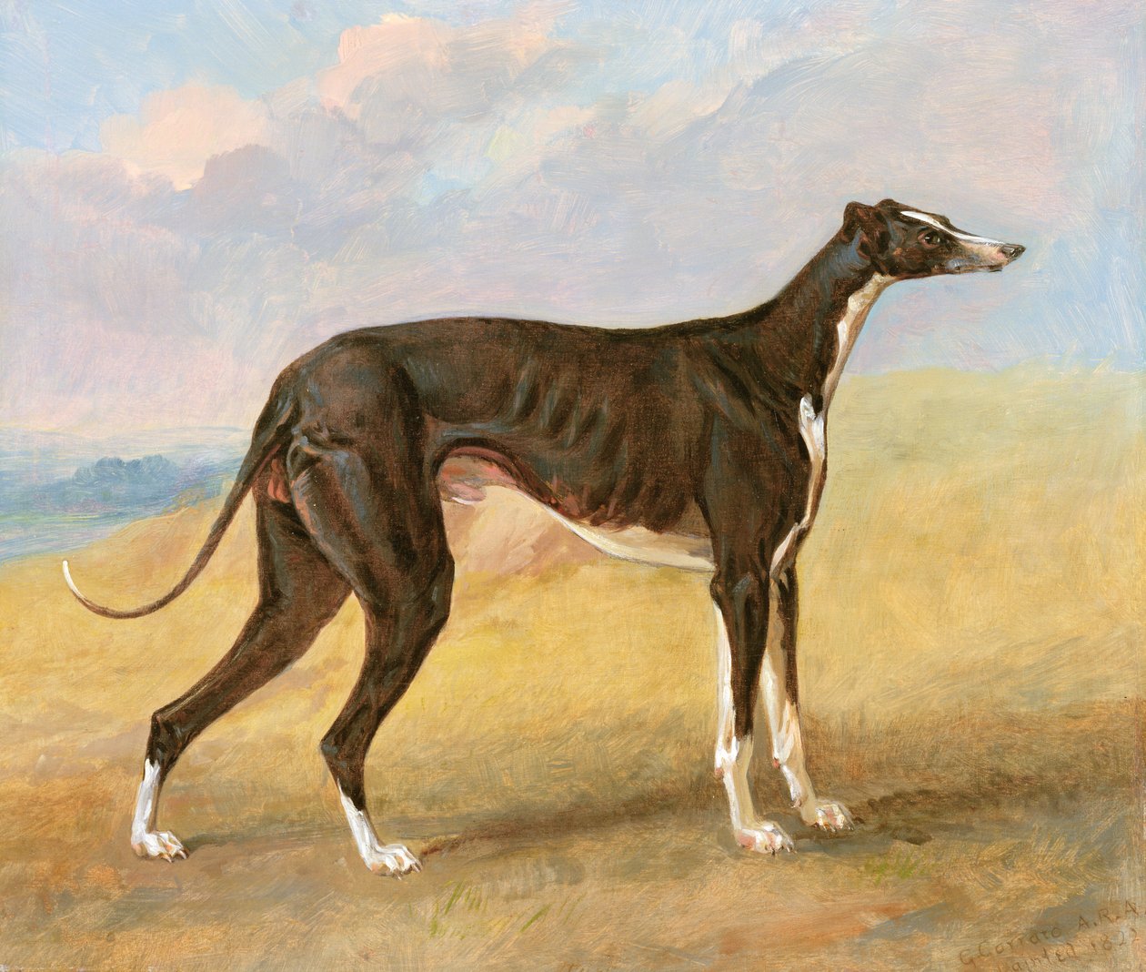 Uno de los galgos ganadores de George Lane Fox: el galgo blanco y negro, Turk, también conocido como Eagle, 1822 de George Garrard