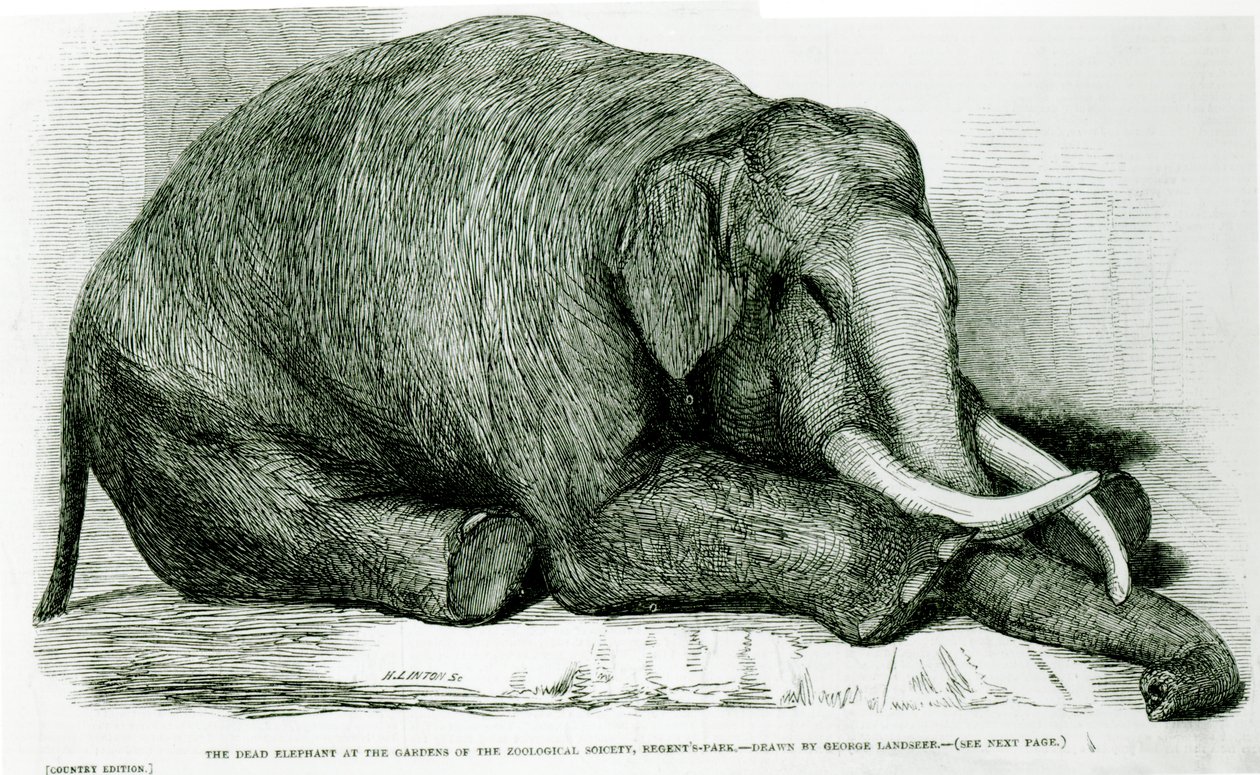 El elefante muerto en los jardines de la Sociedad Zoológica, Regents Park, de 