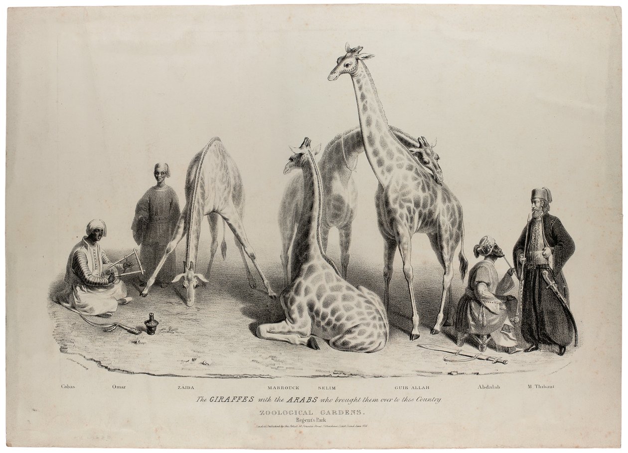 Las jirafas con los árabes que las trajeron a este país, Jardines Zoológicos, Regents Park, Londres, junio de 1836, litografía de Charles Hullmandel de George Snr Scharf