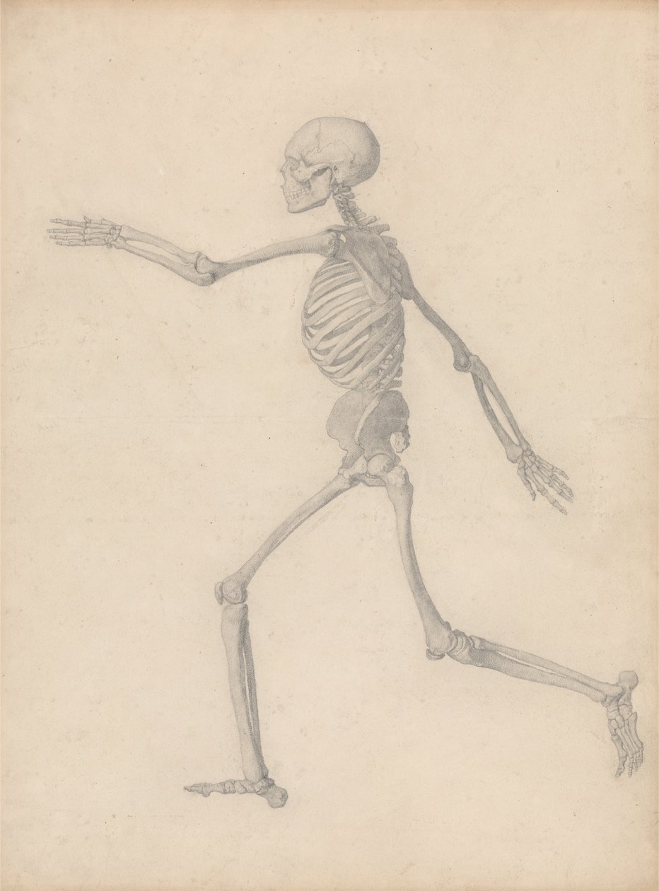 Exposición anatómica comparativa de la estructura del cuerpo humano con la de un tigre y una gallina común: Esqueleto humano, vista lateral (Cerca del estudio final para la Tabla III pero difiere en detalle) de George Stubbs
