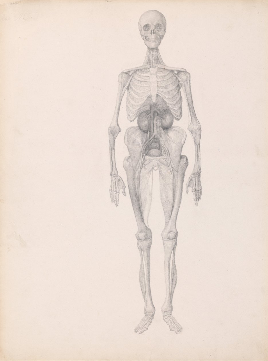 Exposición anatómica comparativa de la estructura del cuerpo humano con la de un tigre y un co... de George Stubbs