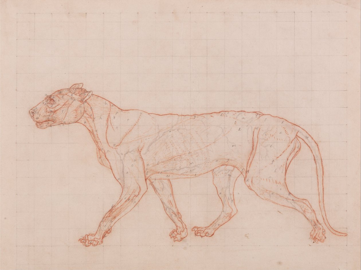 Exposición anatómica comparativa de la estructura del cuerpo humano con la de un tigre y un co... de George Stubbs