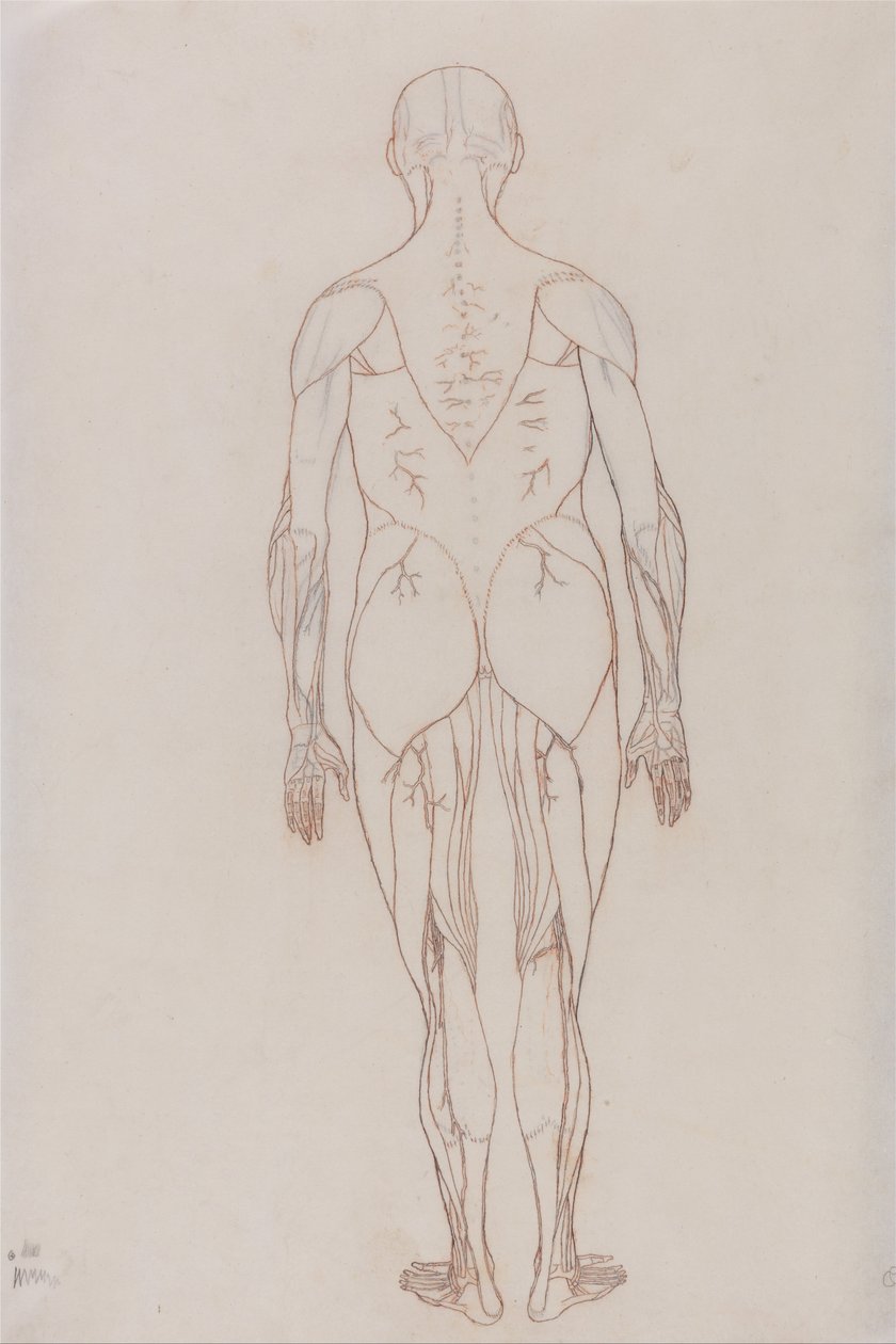 Exposición anatómica comparativa de la estructura del cuerpo humano con la de un tigre y un co... de George Stubbs