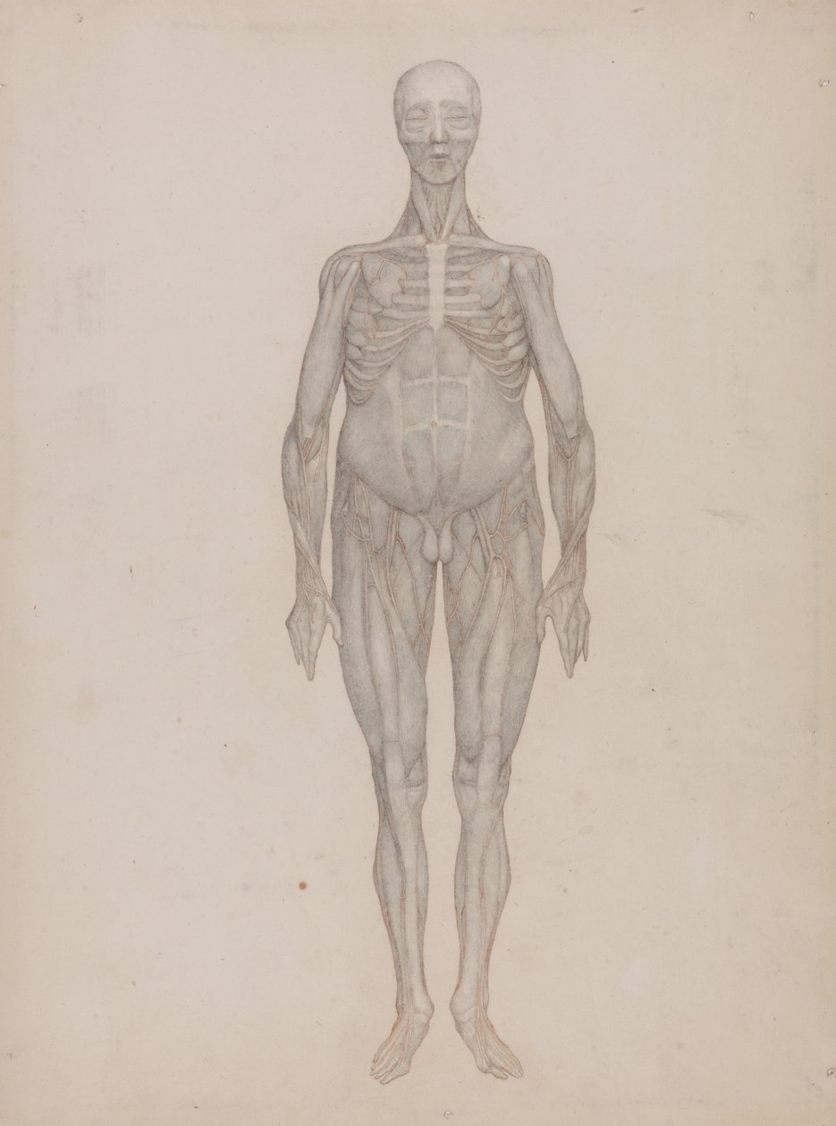 Exposición anatómica comparativa de la estructura del cuerpo humano con la de un tigre y un co... de George Stubbs