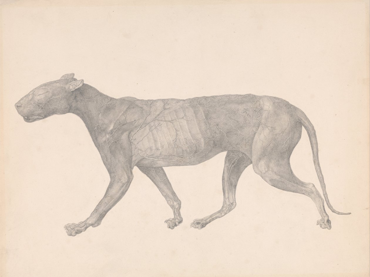 Exposición anatómica comparativa de la estructura del cuerpo humano con la de un tigre y un co... de George Stubbs