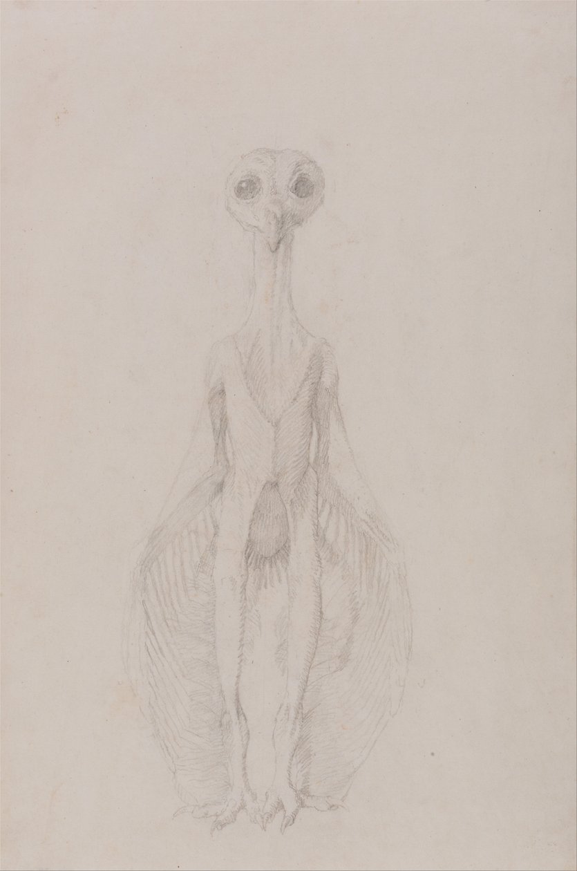 Exposición anatómica comparativa de la estructura del cuerpo humano con la de un tigre y un co... de George Stubbs