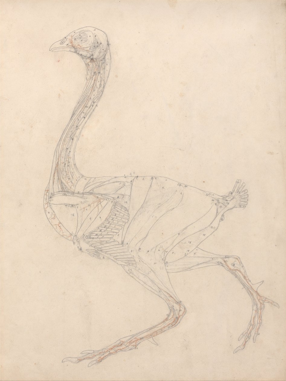Exposición anatómica comparativa de la estructura del cuerpo humano con la de un tigre y un co... de George Stubbs