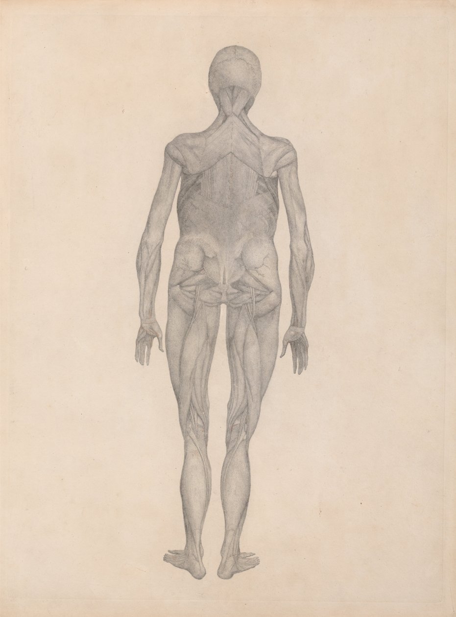 Exposición anatómica comparativa de la estructura del cuerpo humano con la de un tigre y un co... de George Stubbs
