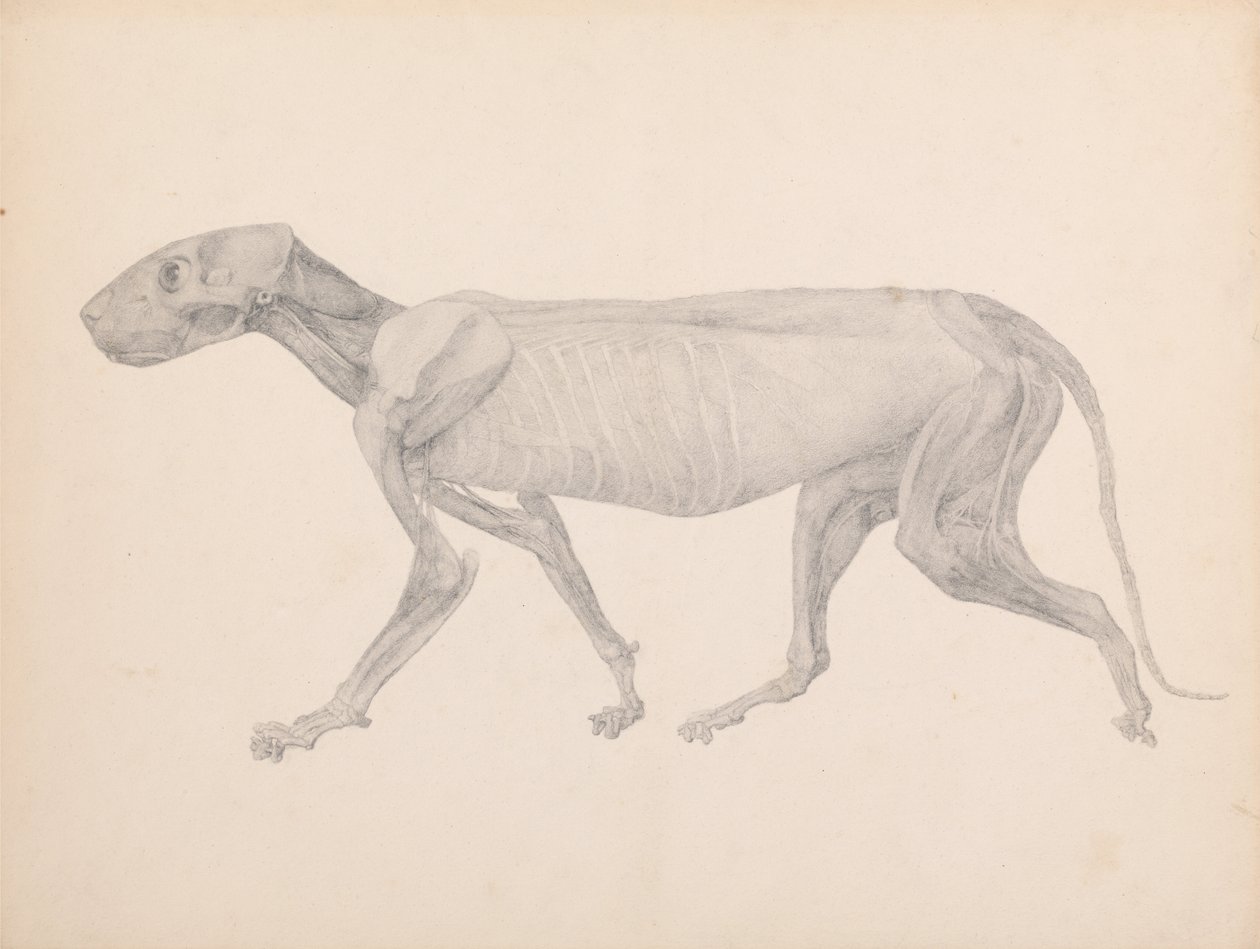 Exposición anatómica comparativa de la estructura del cuerpo humano con la de un tigre y una vaca de George Stubbs