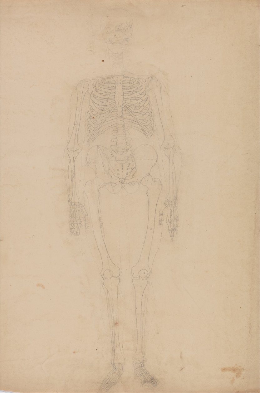 Exposición anatómica comparativa de la estructura del cuerpo humano con la de un tigre y un co... de George Stubbs