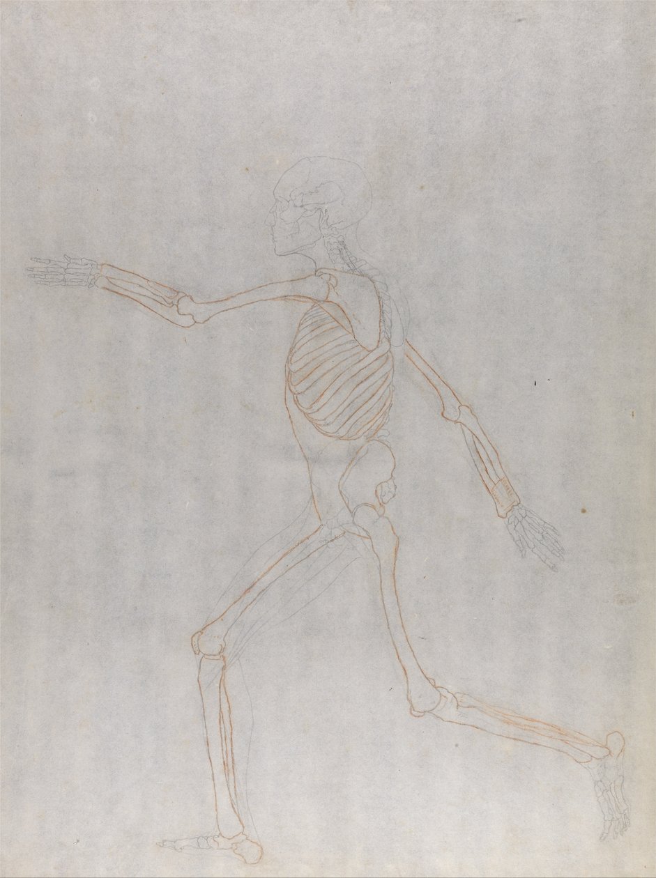 Exposición anatómica comparativa de la estructura del cuerpo humano con la de un tigre y un co... de George Stubbs