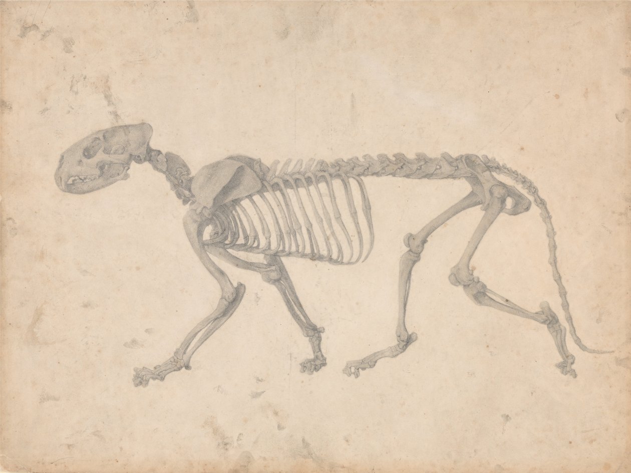 Exposición anatómica comparativa de la estructura del cuerpo humano con la de un tigre de George Stubbs