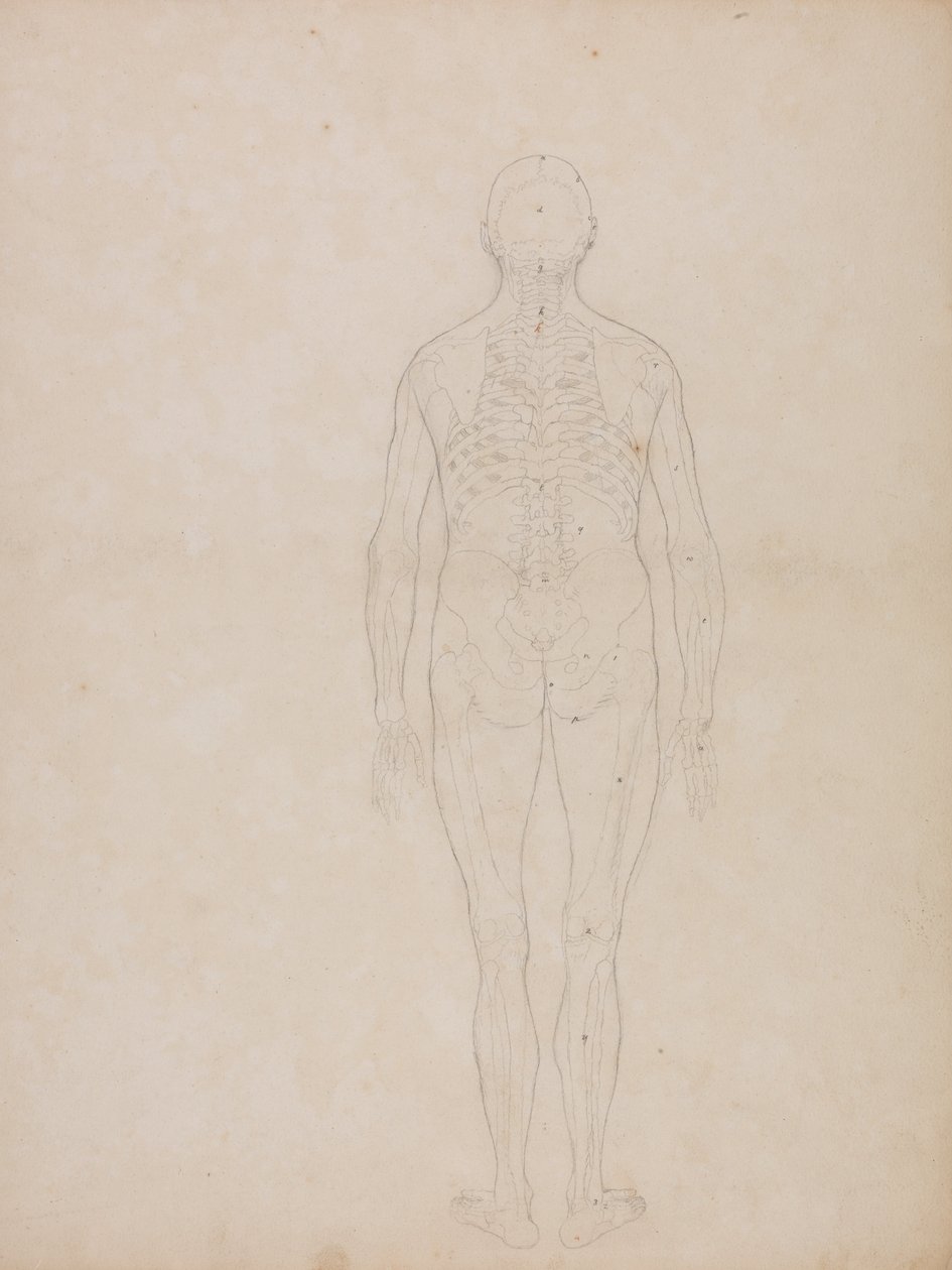 Exposición anatómica comparativa de la estructura del cuerpo humano con la de un tigre y un co... de George Stubbs