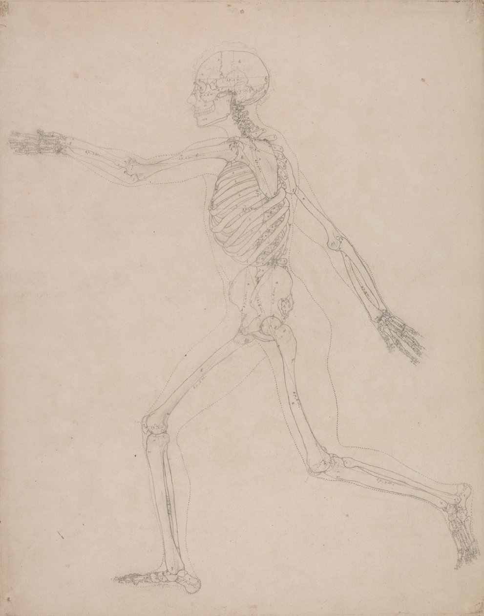 Exposición anatómica comparativa de la estructura del cuerpo humano con la de un tigre y un co... de George Stubbs