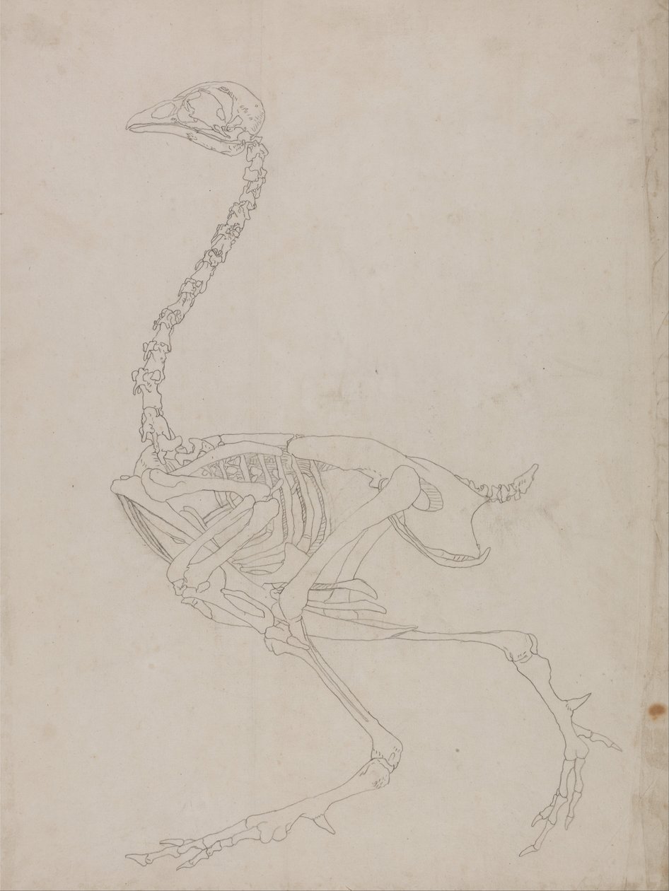Exposición anatómica comparativa de la estructura del cuerpo humano con la de un tigre y un co... de George Stubbs