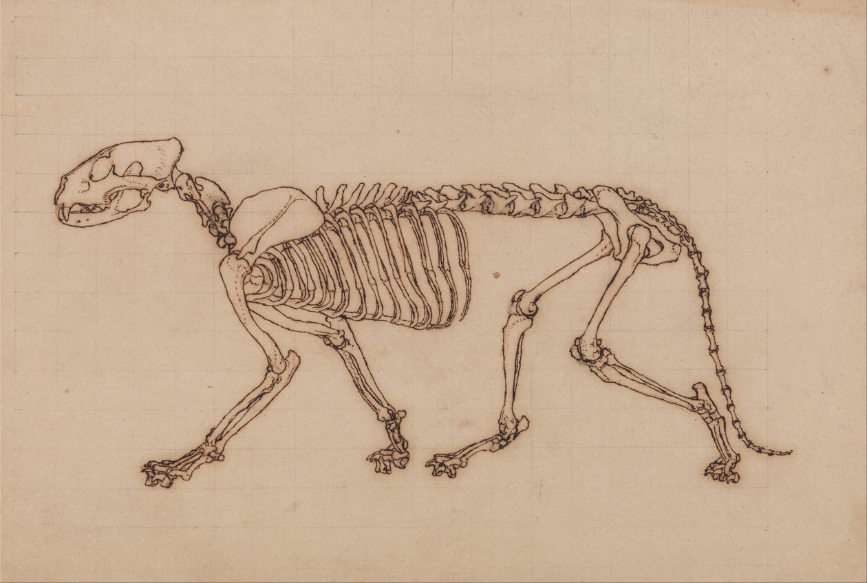 Exposición anatómica comparativa de la estructura del cuerpo humano con la de un tigre y un co... de George Stubbs