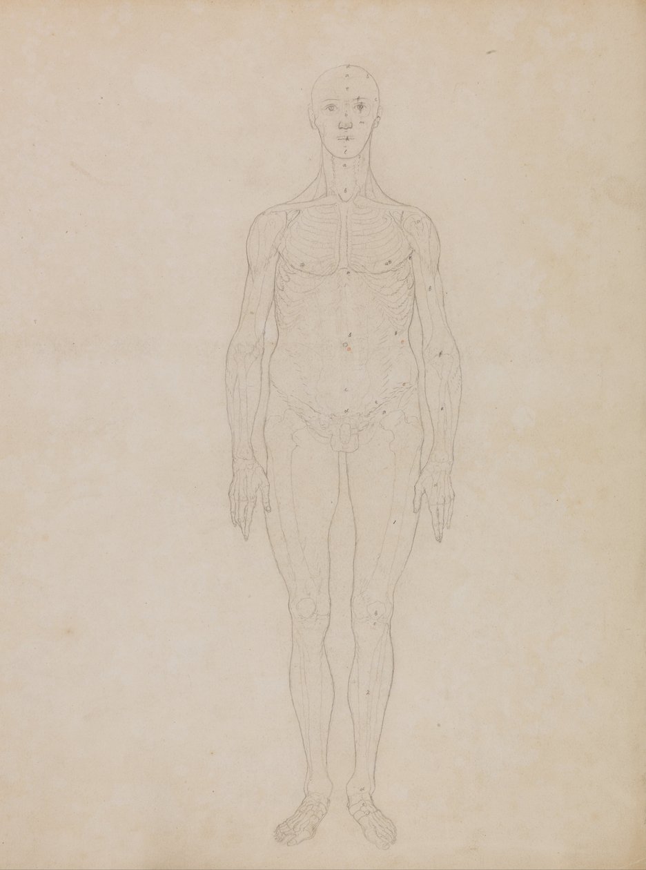 Exposición anatómica comparativa de la estructura del cuerpo humano con la de un tigre y un co... de George Stubbs