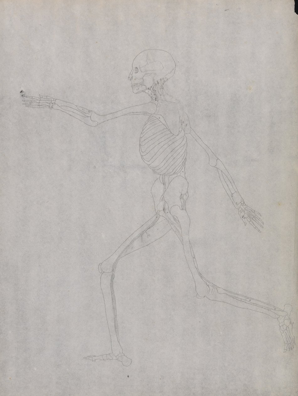 Exposición anatómica comparativa de la estructura del cuerpo humano con la de un tigre y un co... de George Stubbs