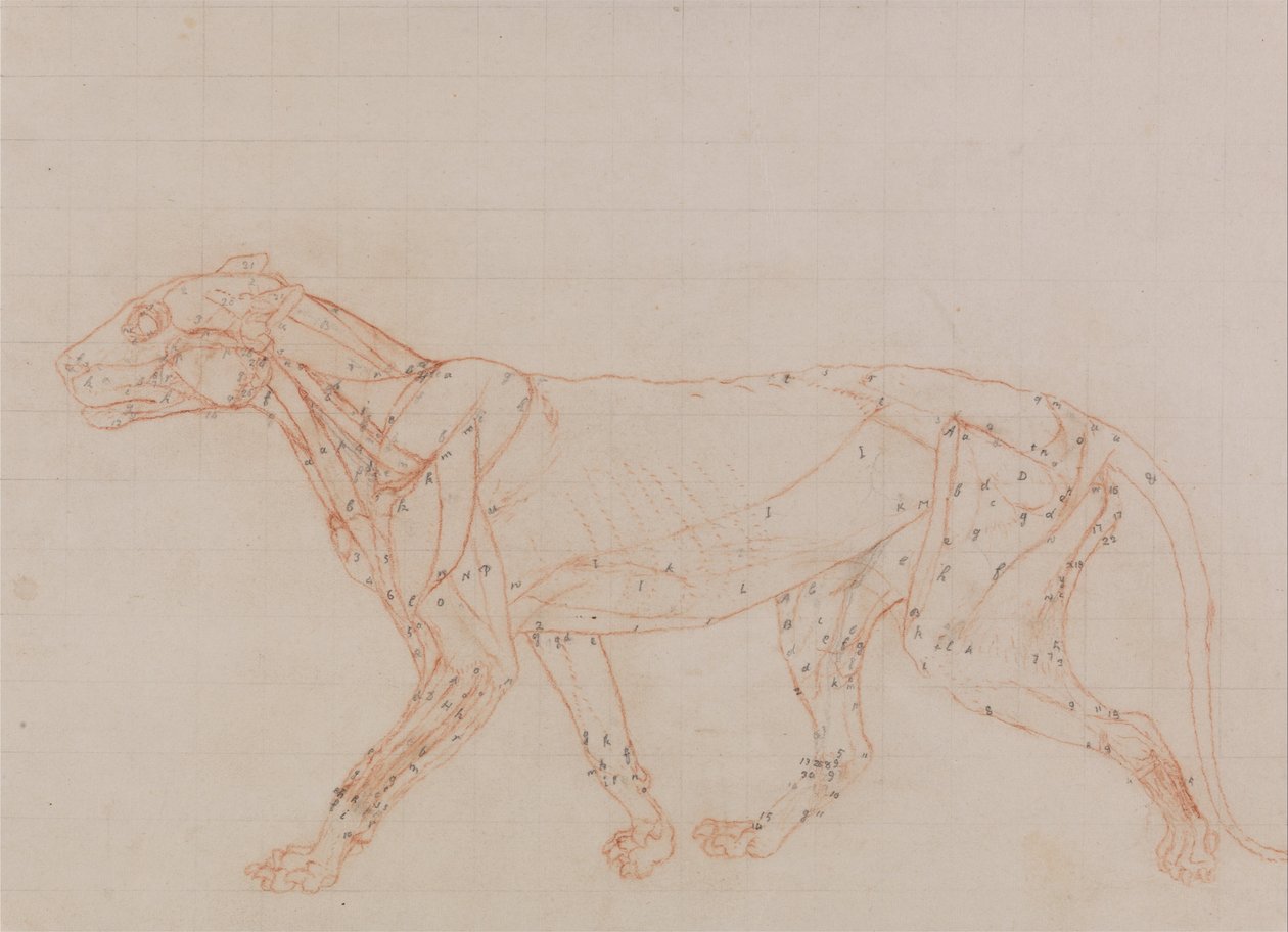 Exposición anatómica comparativa de la estructura del cuerpo humano con la de un tigre y un co... de George Stubbs