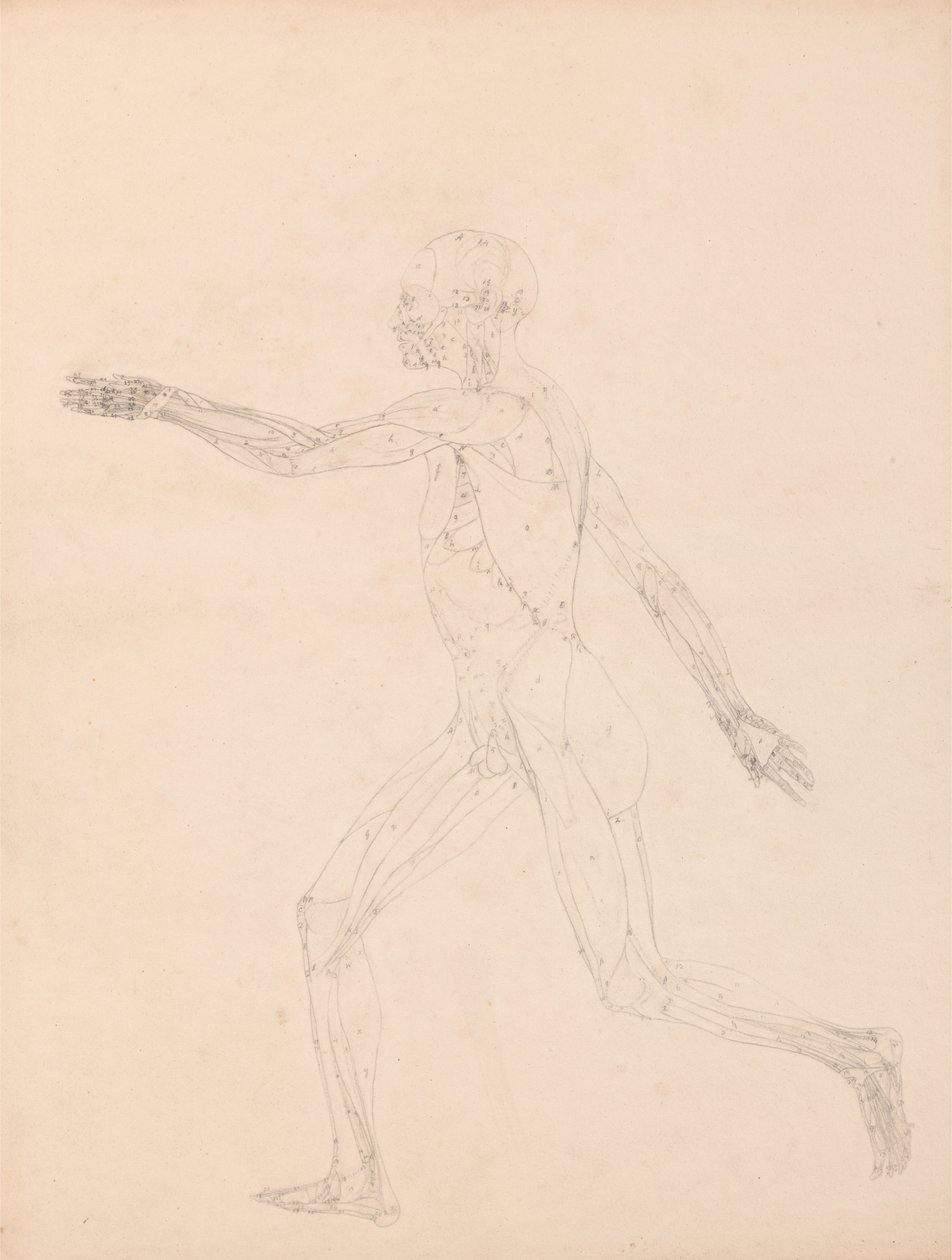 Exposición anatómica comparativa de la estructura del cuerpo humano con la de un tigre y un co... de George Stubbs