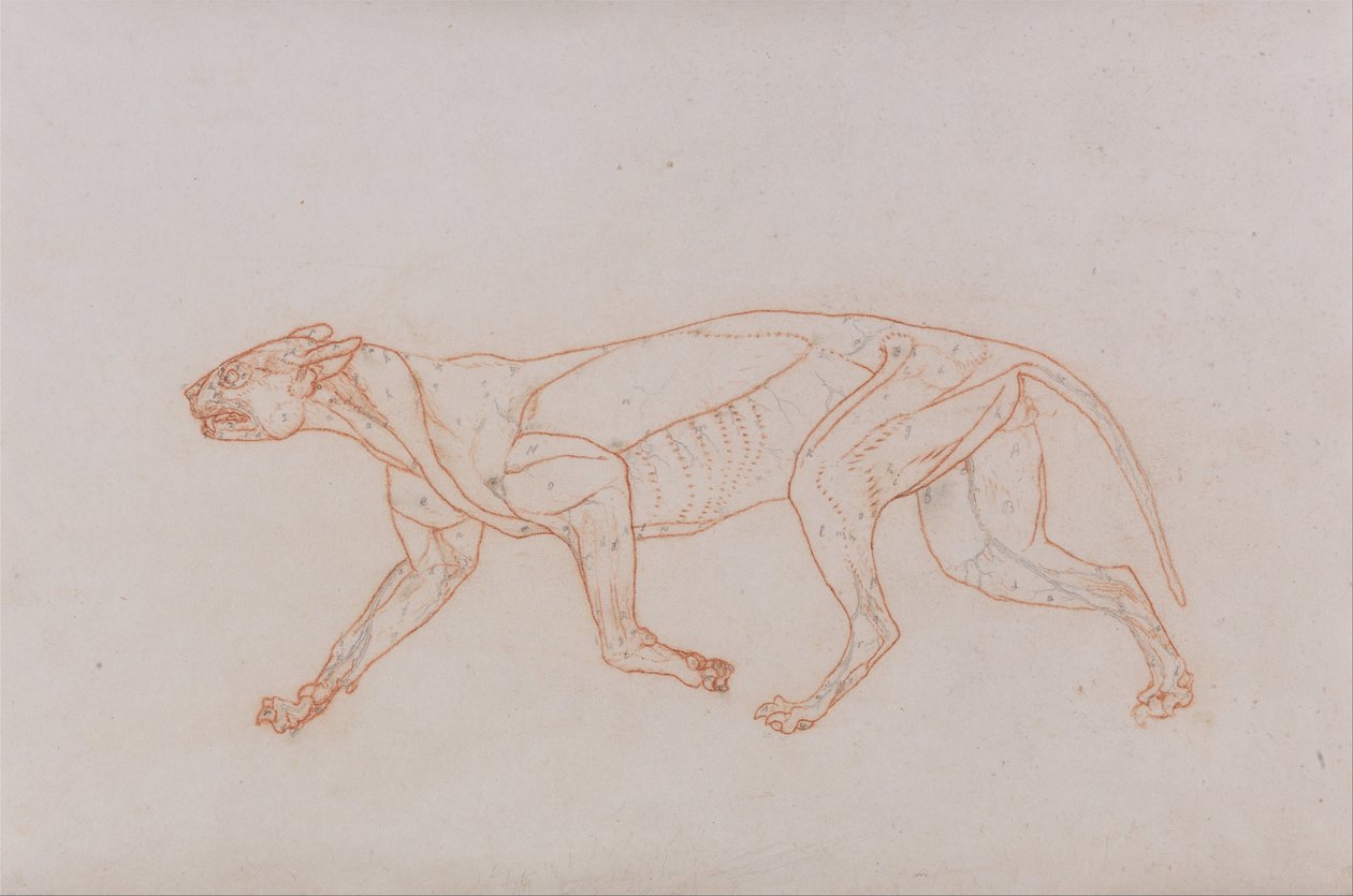 Exposición anatómica comparativa de la estructura del cuerpo humano con la de un tigre y un co... de George Stubbs