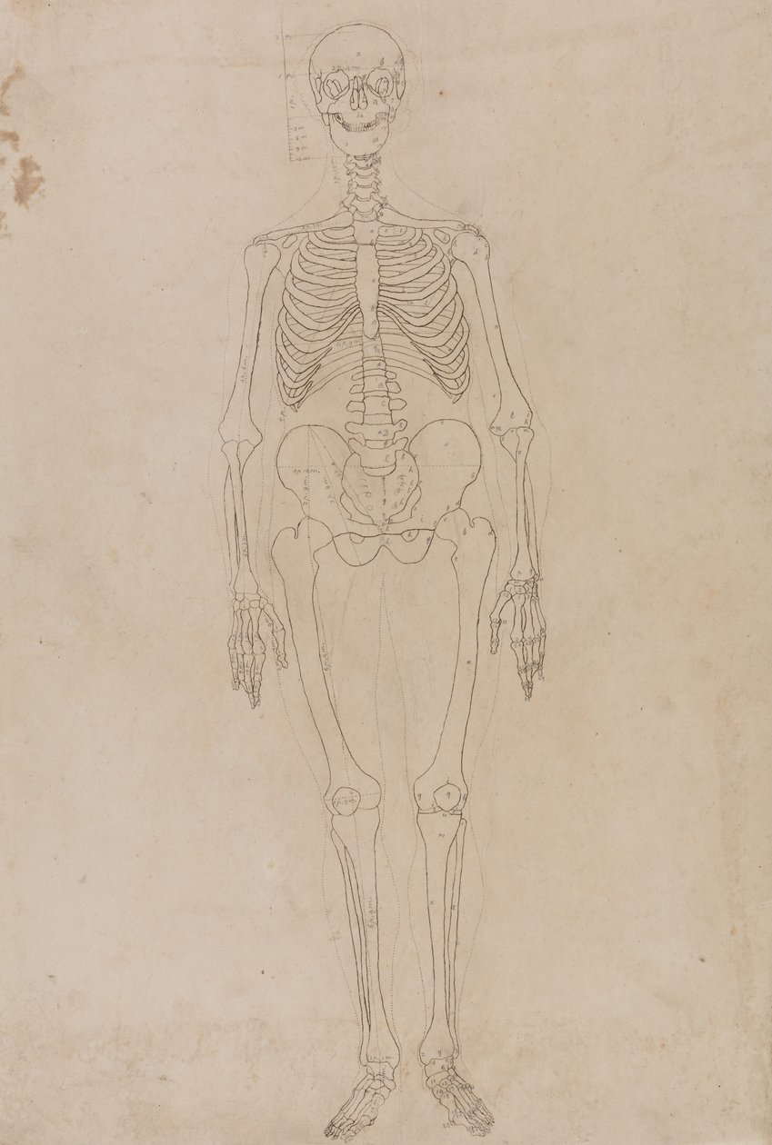 Exposición anatómica comparativa de la estructura del cuerpo humano con la de un tigre y un co... de George Stubbs