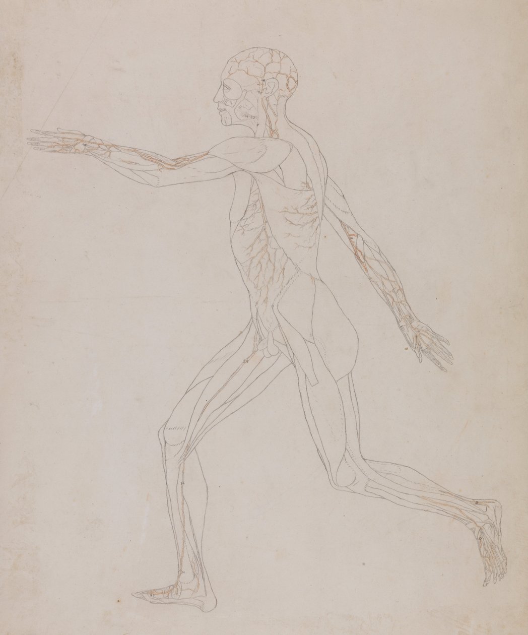 Exposición anatómica comparativa de la estructura del cuerpo humano con la de un tigre y una vaca de George Stubbs