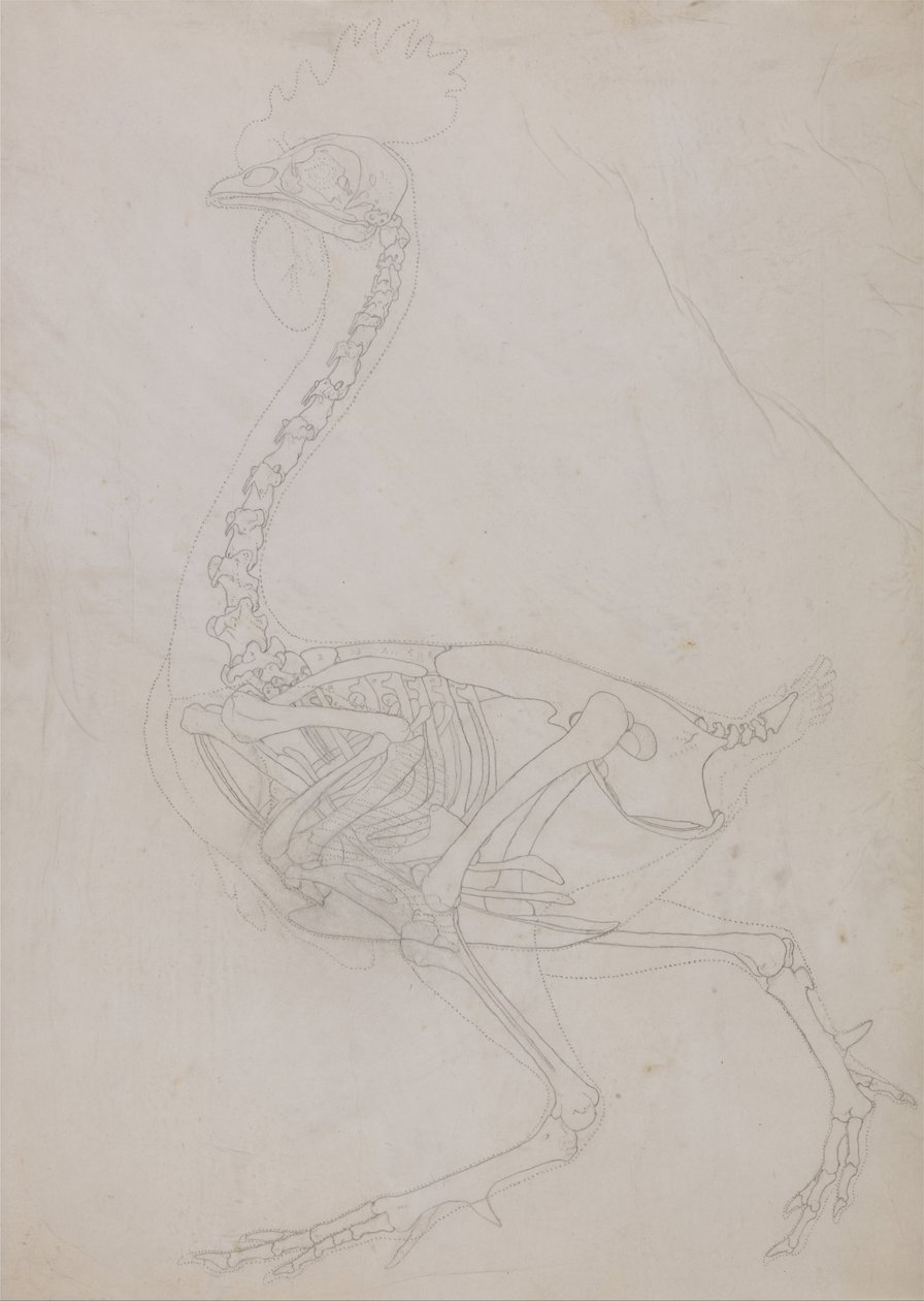 Exposición anatómica comparativa de la estructura del cuerpo humano con la de un tigre y una vaca de George Stubbs
