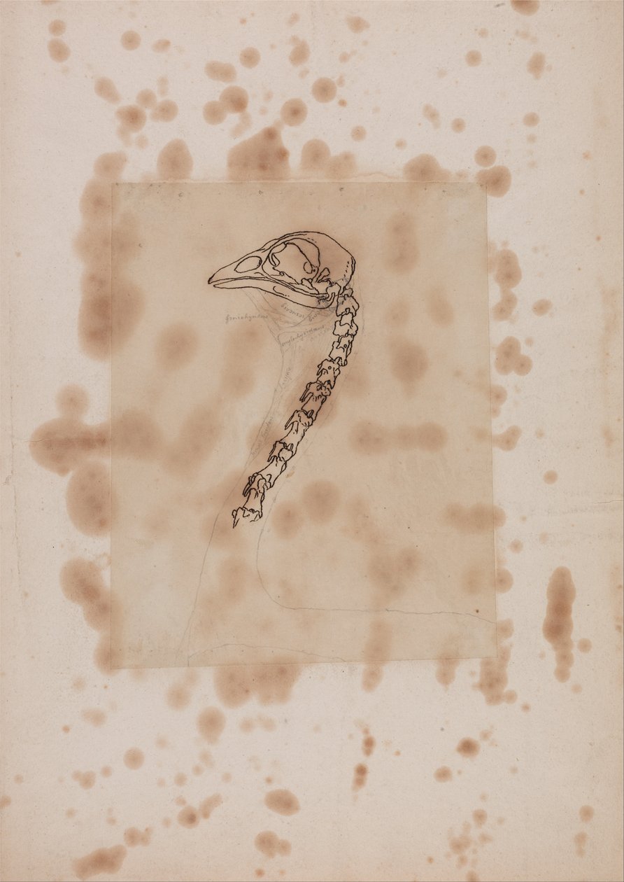Exposición anatómica comparativa de la estructura del cuerpo humano con la de un tigre y un co... de George Stubbs
