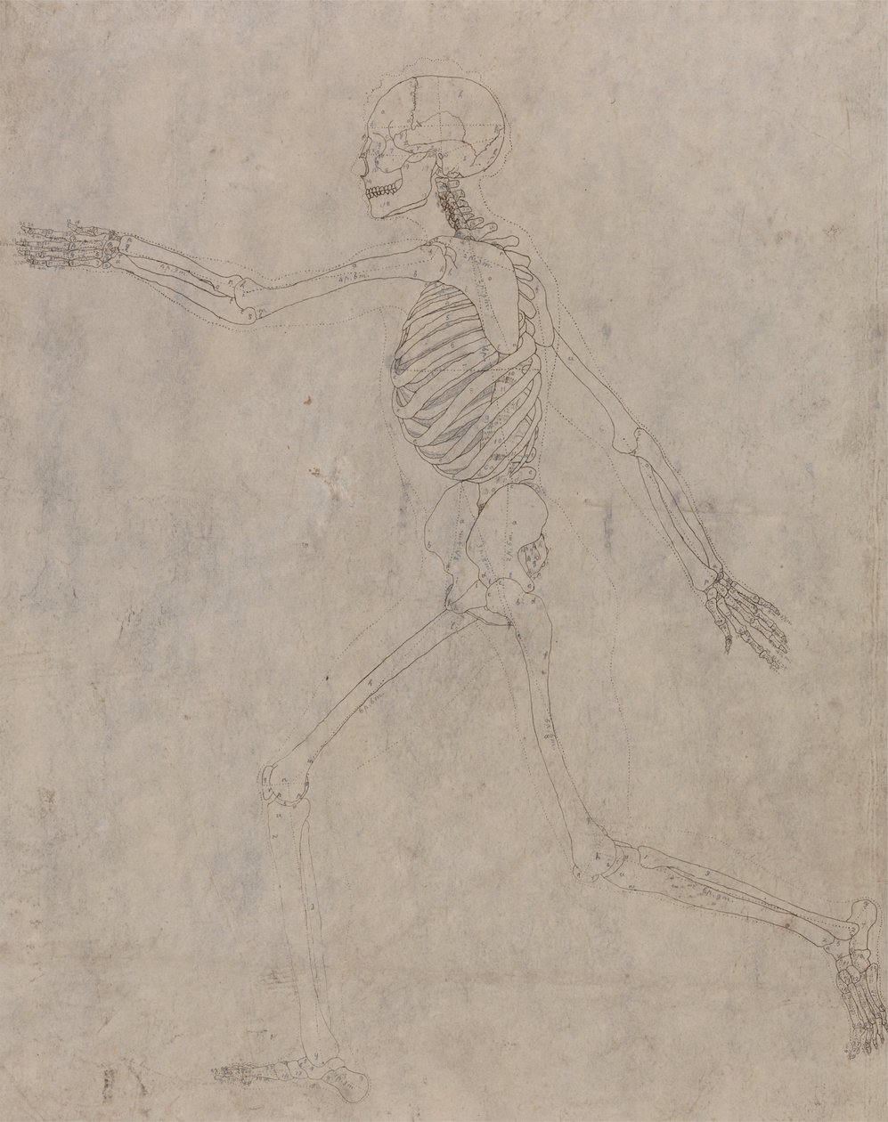 Exposición anatómica comparativa de la estructura del cuerpo humano con la de un tigre y un co... de George Stubbs