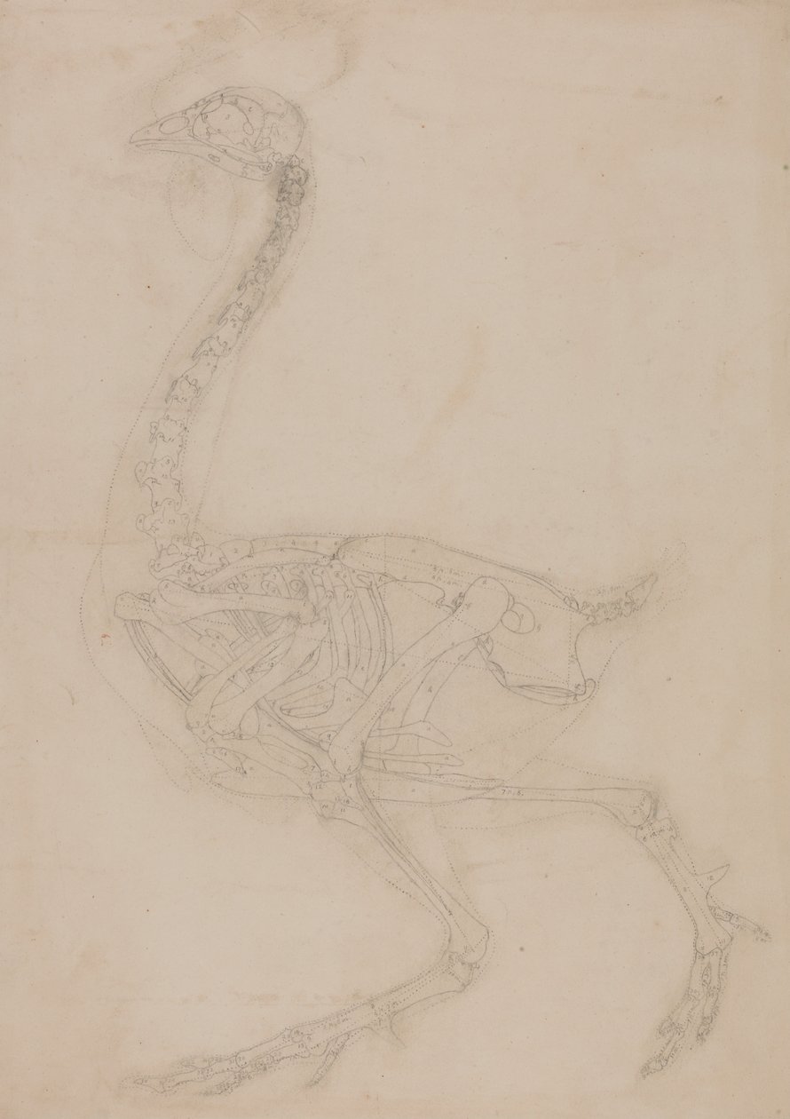 Exposición anatómica comparativa de la estructura del cuerpo humano con la de un tigre y un co... de George Stubbs