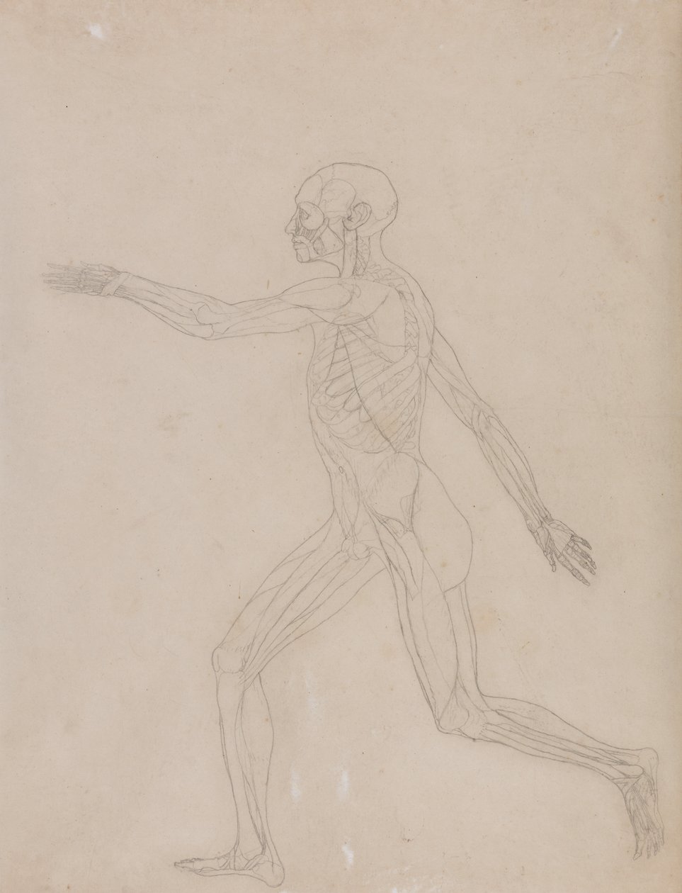Exposición anatómica comparativa de la estructura del cuerpo humano con la de un tigre y un co... de George Stubbs